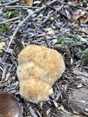 Fomitopsidaceae