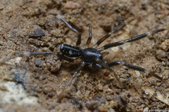 Liophrurillus flavitarsis