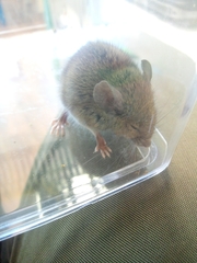 Rodentia