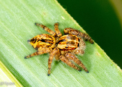 Carrhotus viduus
