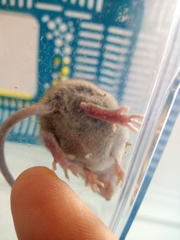 Rodentia