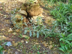 Mercurialis tomentosa