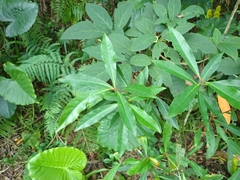 Elaeocarpus decipiens