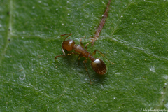 Temnothorax