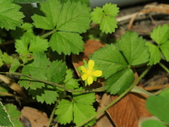 Potentilla hebiichigo