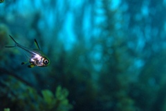 Pempheris multiradiata