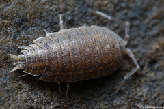 Porcellionides sexfasciatus