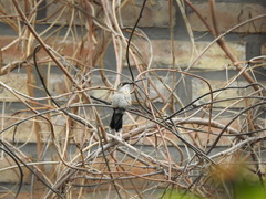 Heliomaster furcifer