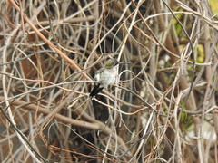 Heliomaster furcifer