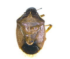 Rubiconia intermedia