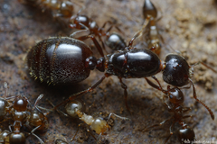 Crematogaster auberti