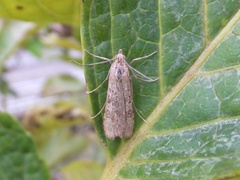 Nomophila noctuella
