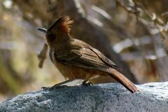 Pseudoseisura lophotes