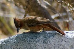 Pseudoseisura lophotes