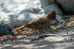 Pseudoseisura lophotes