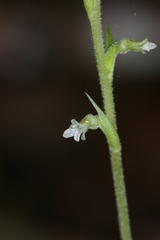 Beloglottis costaricensis