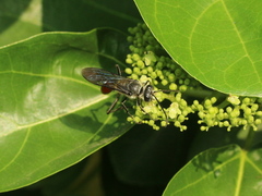 Sphex sericeus