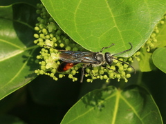 Sphex sericeus