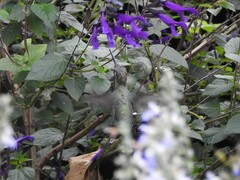 Heliomaster furcifer