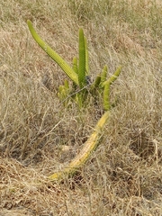 Trichocereus spachianus