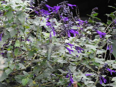 Heliomaster furcifer