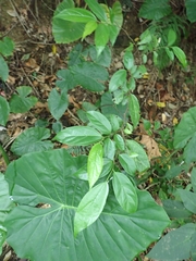 Celtis tetrandra