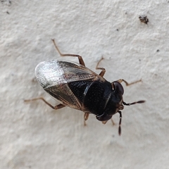 Geocoris pallidipennis