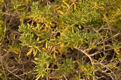 Nitraria billardierei