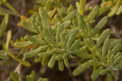 Nitraria billardierei