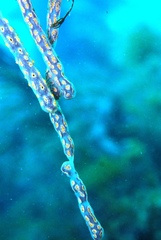 Botrylloides perspicuus