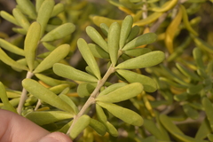 Nitraria billardierei