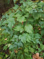 Physocarpus