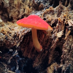 Pluteus aurantiorugosus