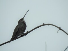 Heliomaster furcifer