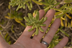 Nitraria billardierei
