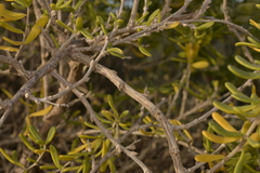 Nitraria billardierei