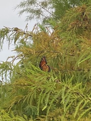 Limenitis archippus floridensis