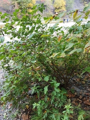 Physocarpus
