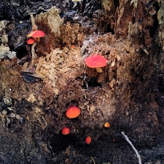 Pluteus aurantiorugosus