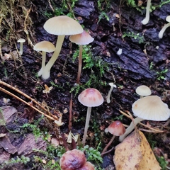 Chrysomphalina grossula