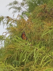 Limenitis archippus floridensis