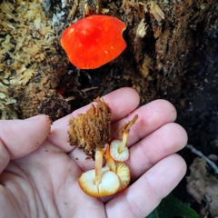Pluteus aurantiorugosus