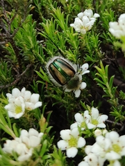 Stegopterus vittatus