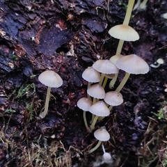 Chrysomphalina grossula