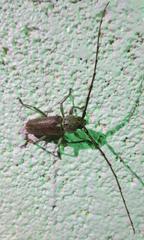 Gnaphalodes trachyderoides