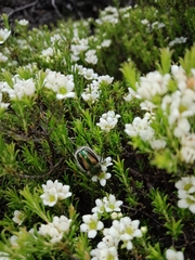 Stegopterus vittatus