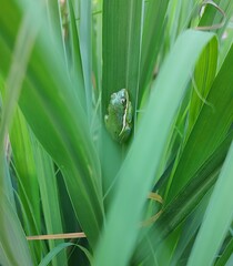 Hyla