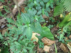 Lepidagathis formosensis