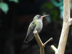 Hylocharis chrysura