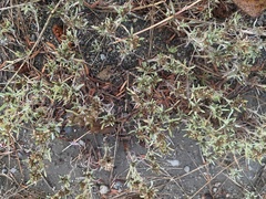 Gnaphalium uliginosum